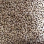 Non GMO Soya Beans