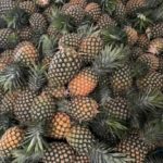 Organic Pineapple