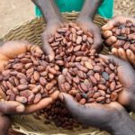 Organic Cocoa Beans