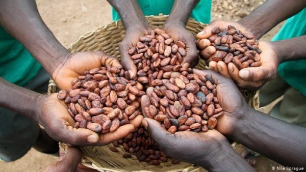 Organic Cocoa Beans