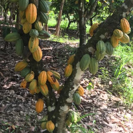Organic Cocoa Beans - Image 6