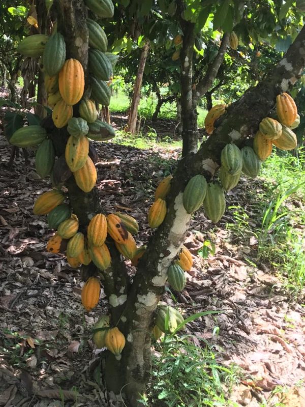 Organic Cocoa Beans - Image 6