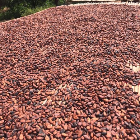 Organic Cocoa Beans - Image 4