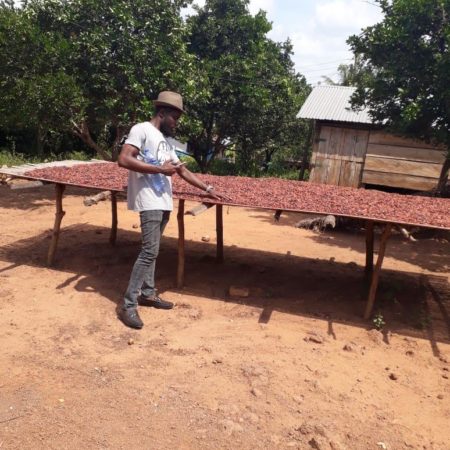 Organic Cocoa Beans - Image 3