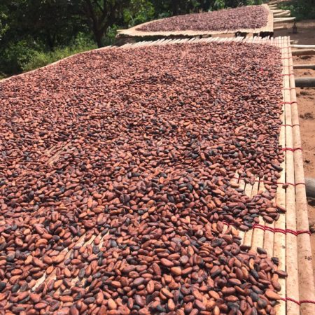 Organic Cocoa Beans - Image 2