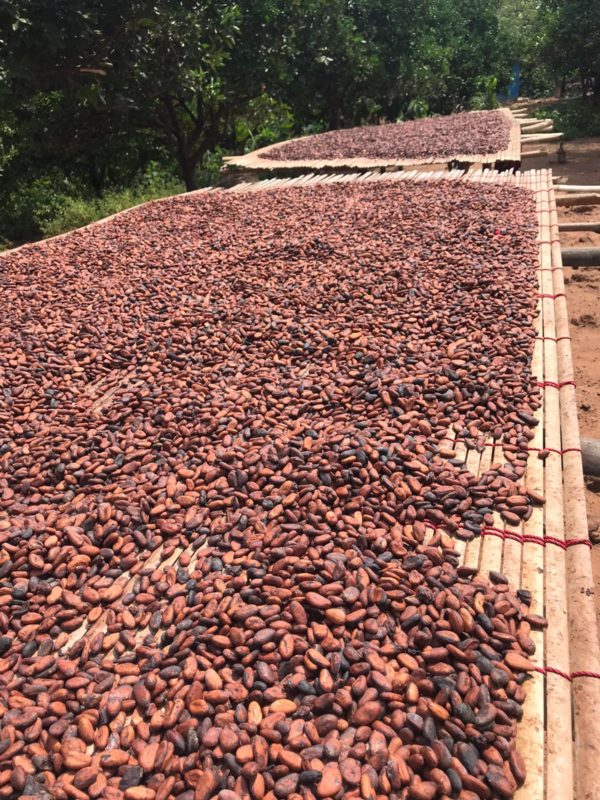 Organic Cocoa Beans - Image 2