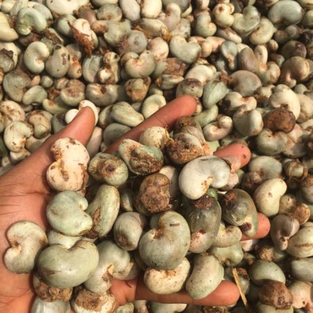 Raw Cashew Nuts - Image 3