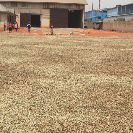 Raw Cashew Nuts - Image 2