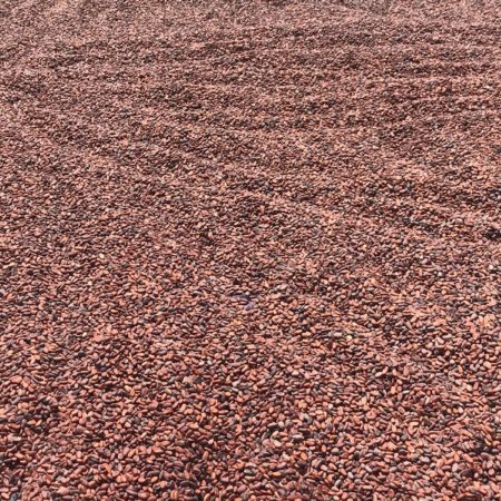 Organic Cocoa Beans - Image 5