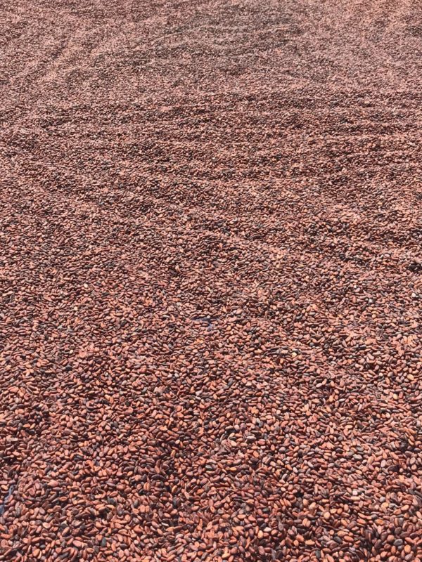 Organic Cocoa Beans - Image 5