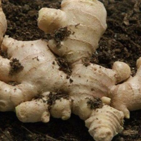 AFRICAN GINGER - Image 4