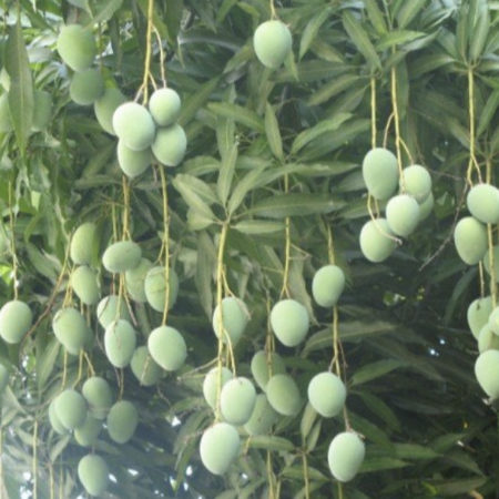 KENT MANGOE - Image 3