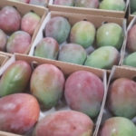 KENT MANGOE
