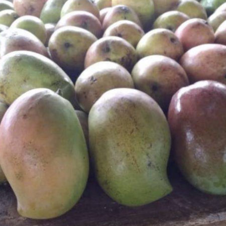 KENT MANGOE - Image 4