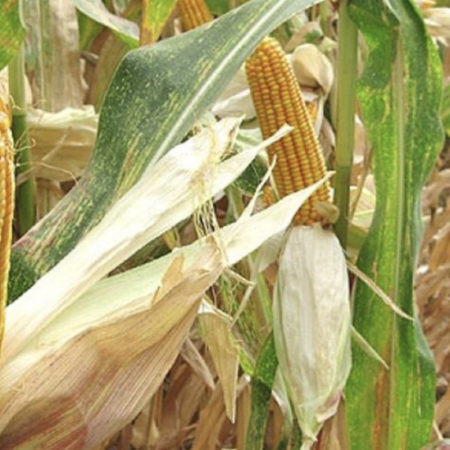 YELLOW MAIZE - Image 2