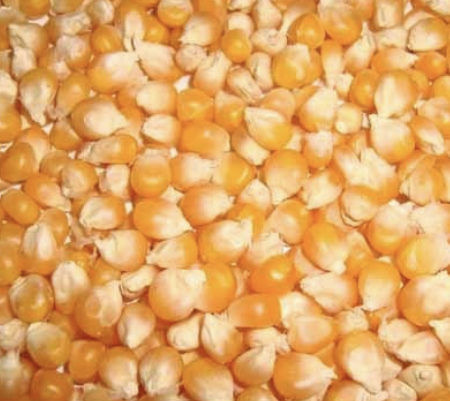 YELLOW MAIZE - Image 4