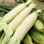 WHITE MAIZE