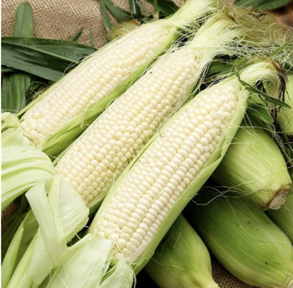 WHITE MAIZE