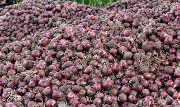 Alluim Cepa (Red onion) - Image 2